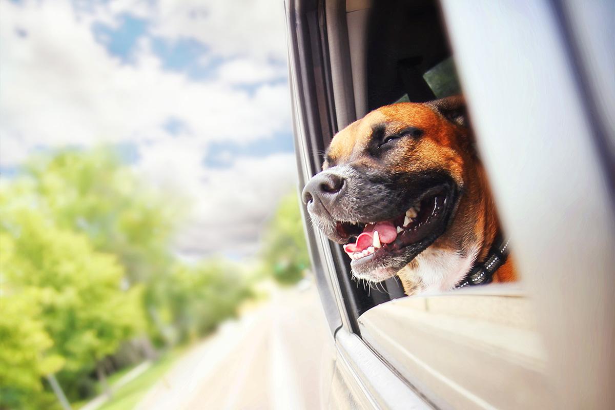 cane, finestrino auto
