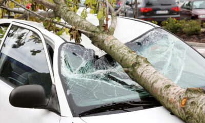 auto danneggiata da albero