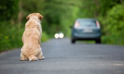 Cane abbandonato in strada