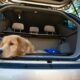 Cane nel bagagliaio di un auto grigia