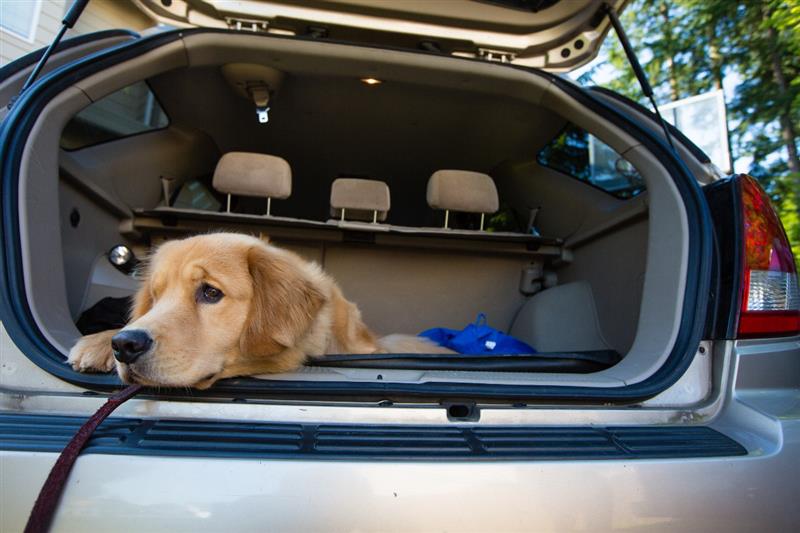 Cane nel bagagliaio di un auto grigia