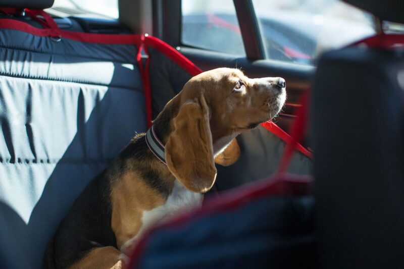 Cane seduto in auto sul sedile posteriore