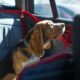 Cane seduto in auto sul sedile posteriore