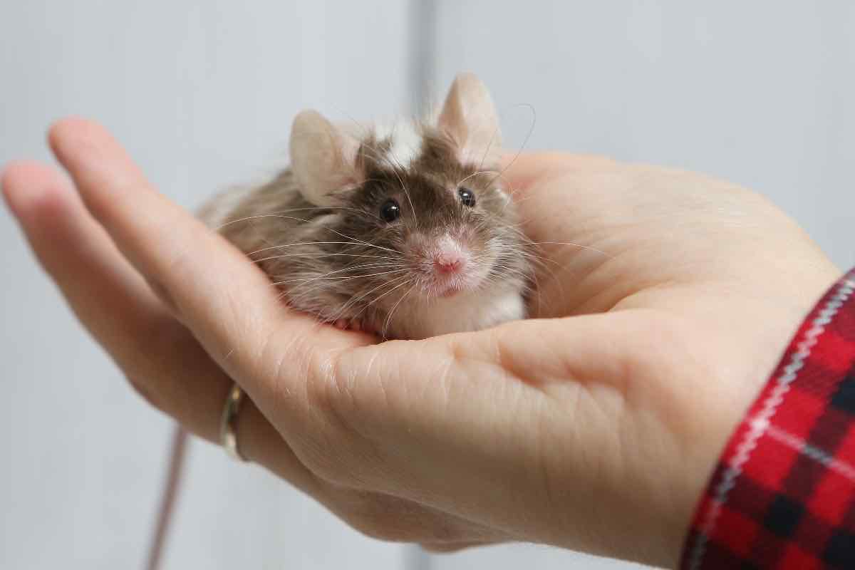 Auto animale cofano