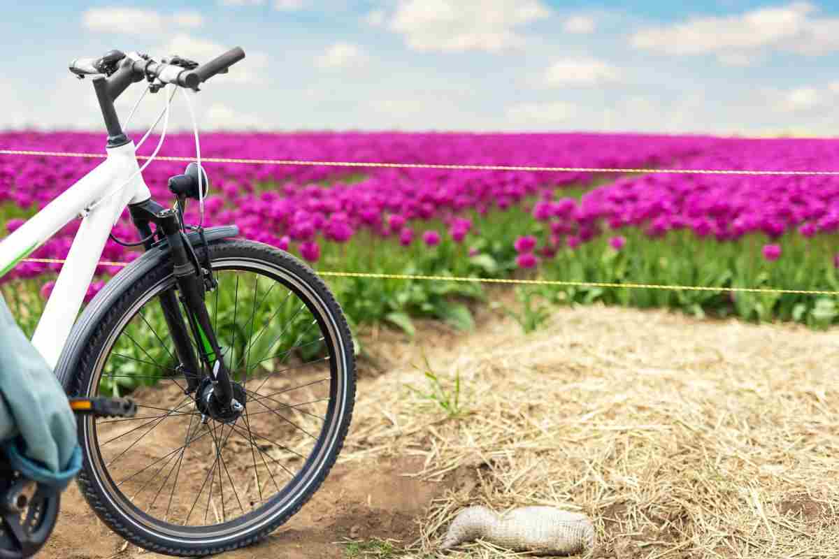 Bici