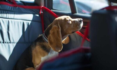 cane chiuso in auto: cosa fare