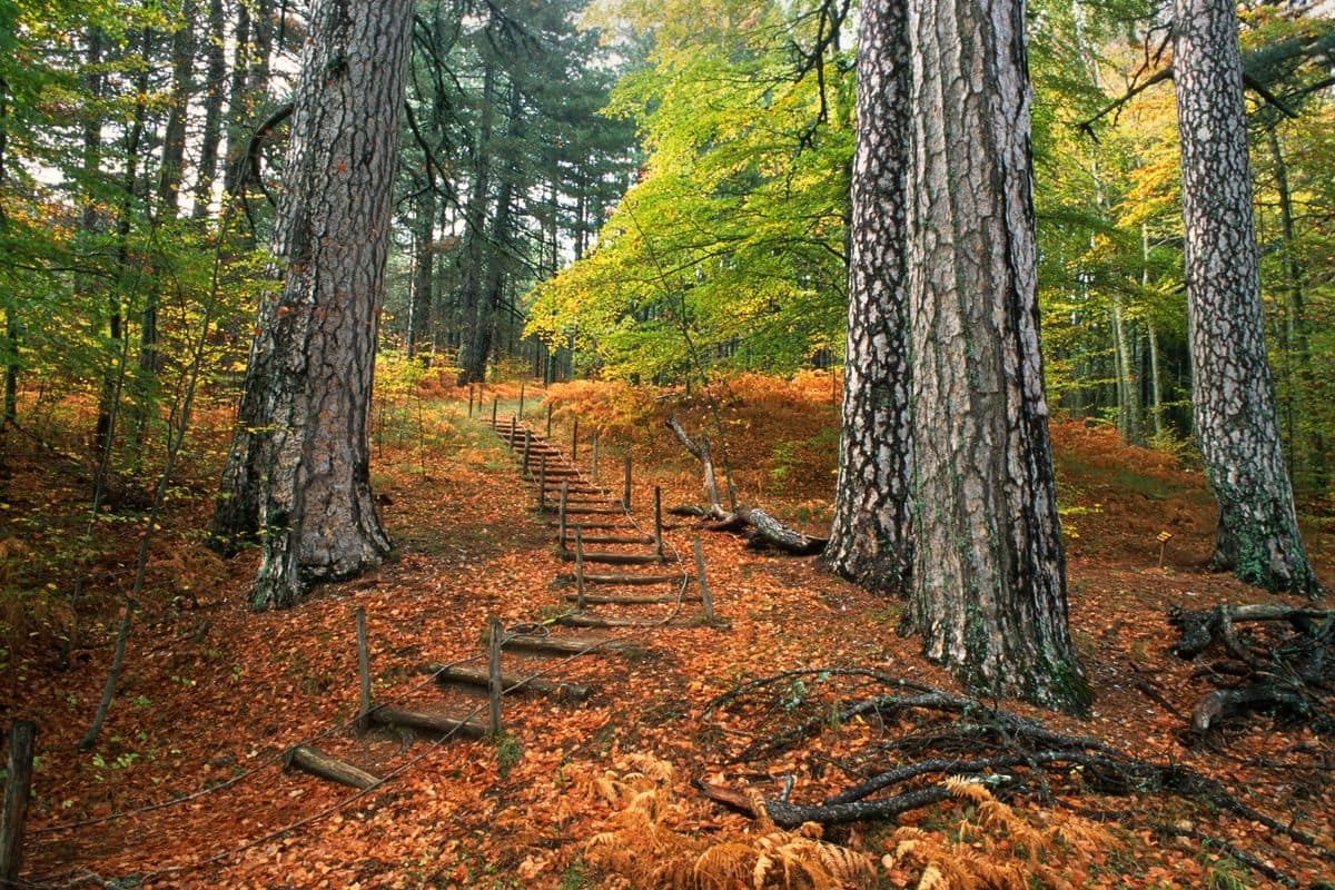 I giganti della Sila di Fallistro, alberi plurisecolari