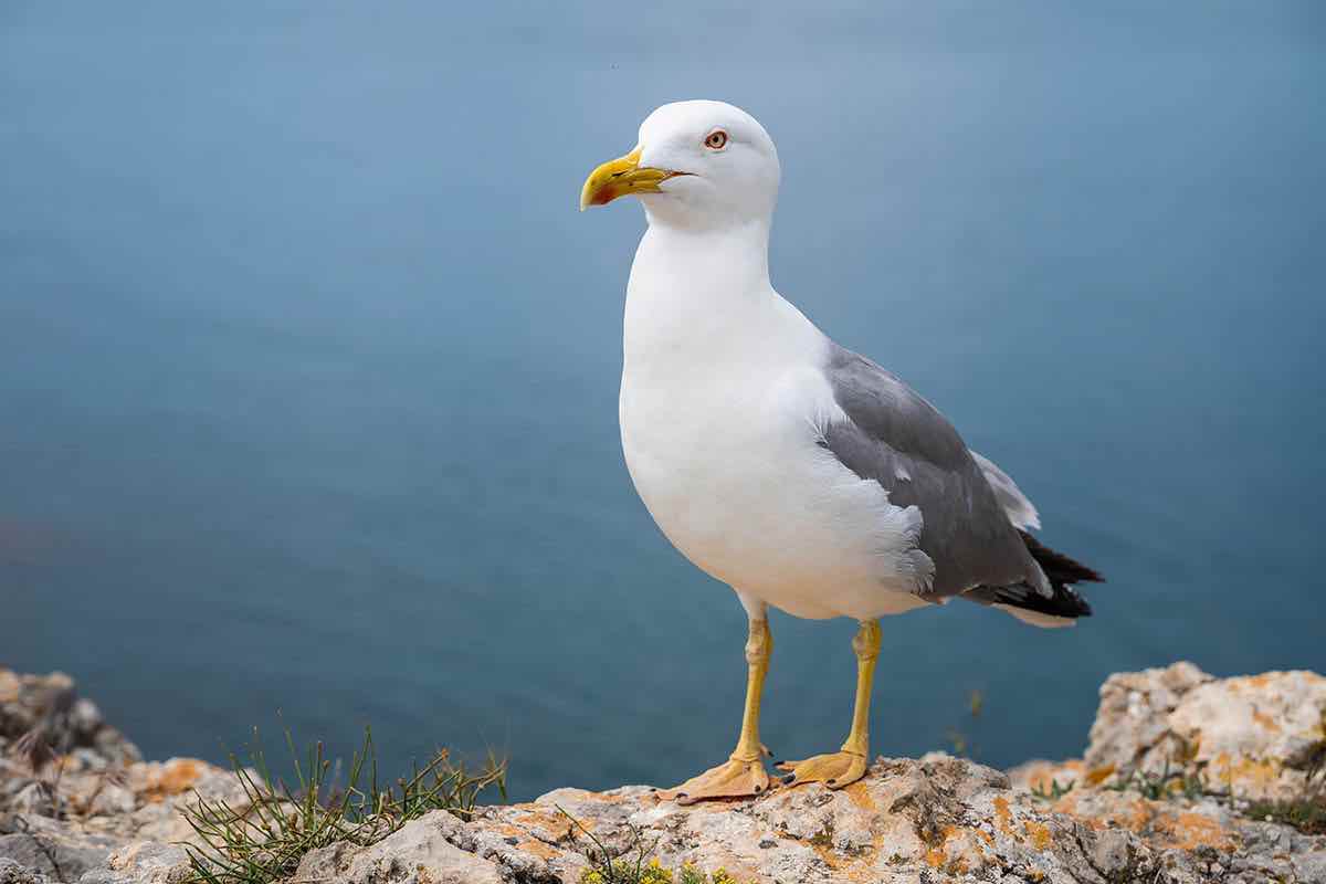 Gabbiani pericolo enorme