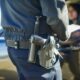 Polizia multa un'auto fermata