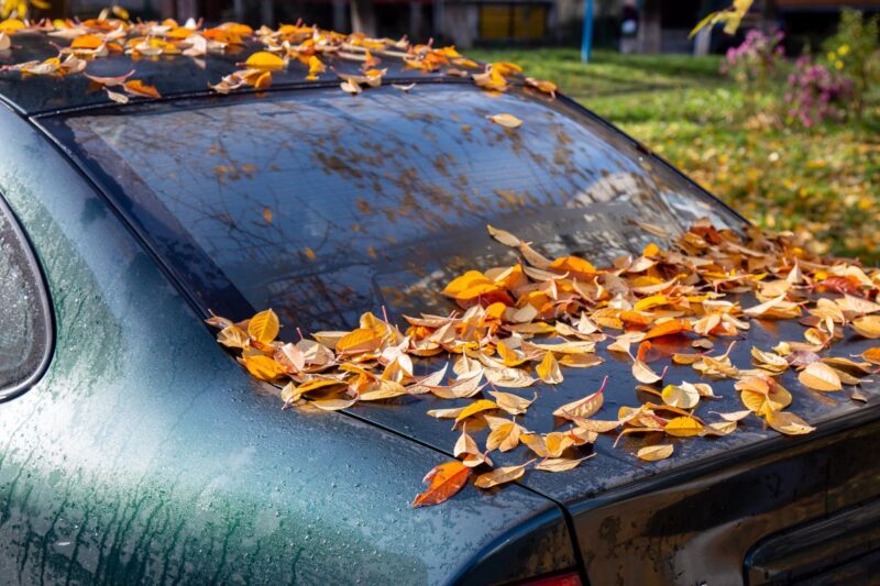 Bagagliaio di un auto ricoperto da foglie autunnali