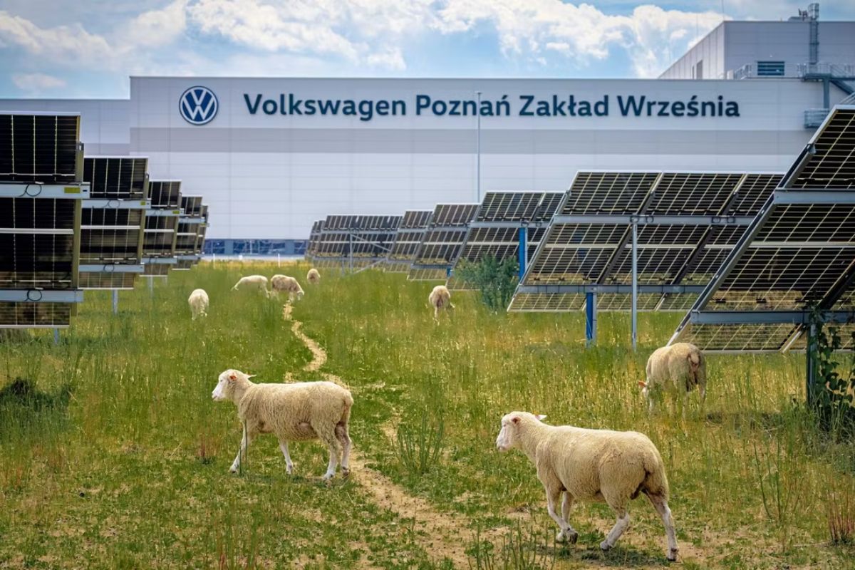 Pecore davanti allo stabilimento Volkswagen Poznań a Września, in Polonia.