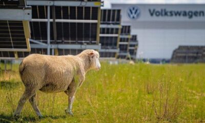 Pecore davanti allo stabilimento Volkswagen Poznań a Września, in Polonia.