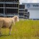 Pecore davanti allo stabilimento Volkswagen Poznań a Września, in Polonia.