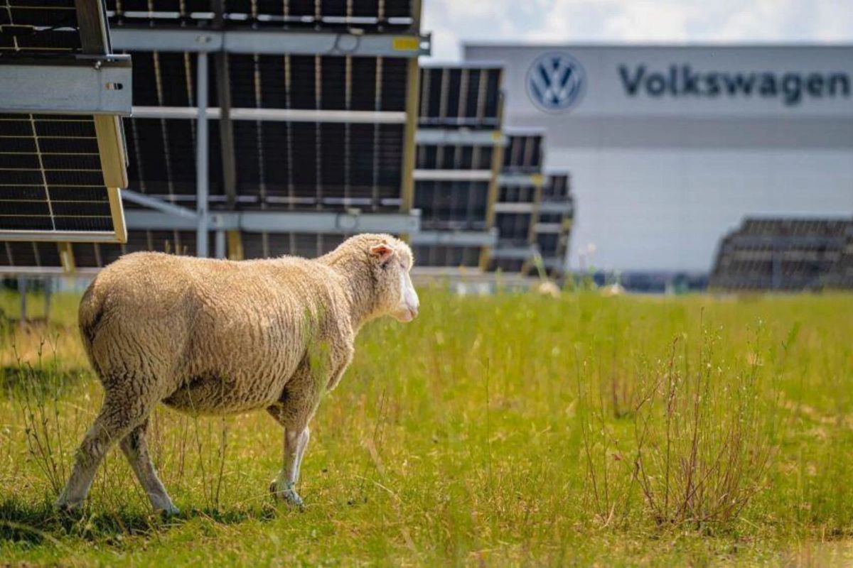 Pecore davanti allo stabilimento Volkswagen Poznań a Września, in Polonia.
