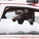 Cane in automobile sporge la testa dal finestrino.