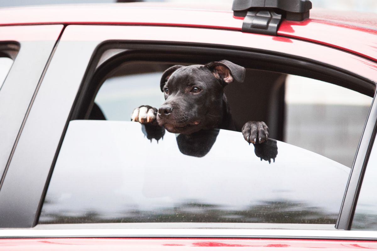 Cane in automobile sporge la testa dal finestrino.